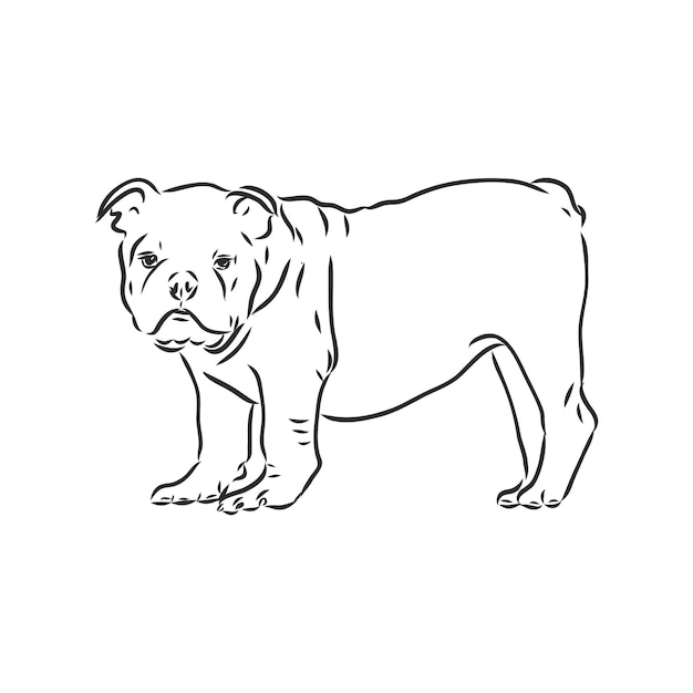 Dessin Au Trait Du Bouledogue Français Avec Trois Différences De Croquis De Vecteur De Bouledogue De Visage