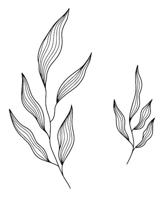 Vecteur dessin au trait de feuilles de plantes botaniques de style graver