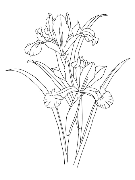 Vecteur un dessin au trait d'une fleur avec le contour d'un iris