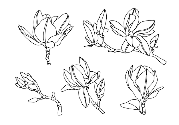 Vecteur dessin au trait fleurs de magnolia