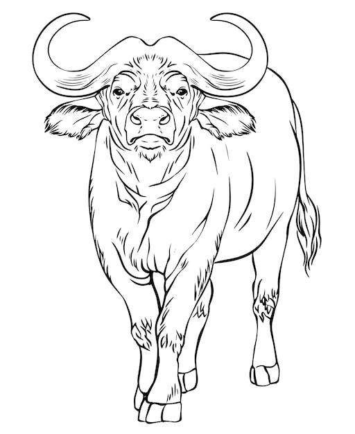Dessin au trait noir et blanc de vecteur de buffle