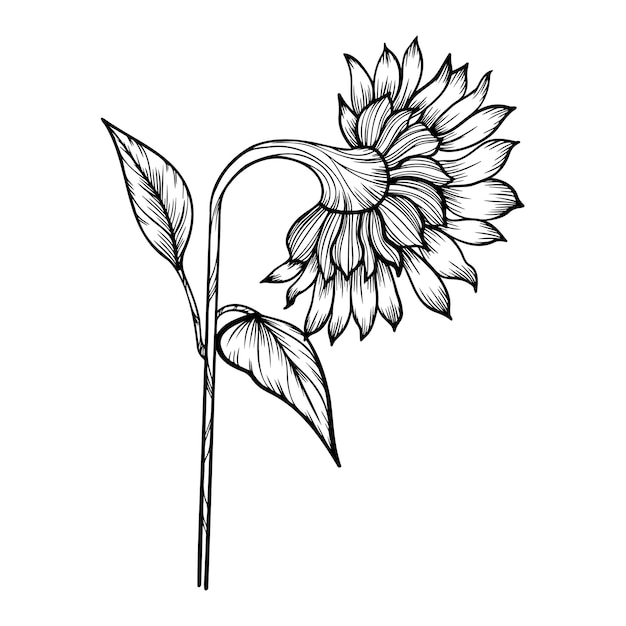 Vecteur dessin au trait vecteur clipart de tournesol