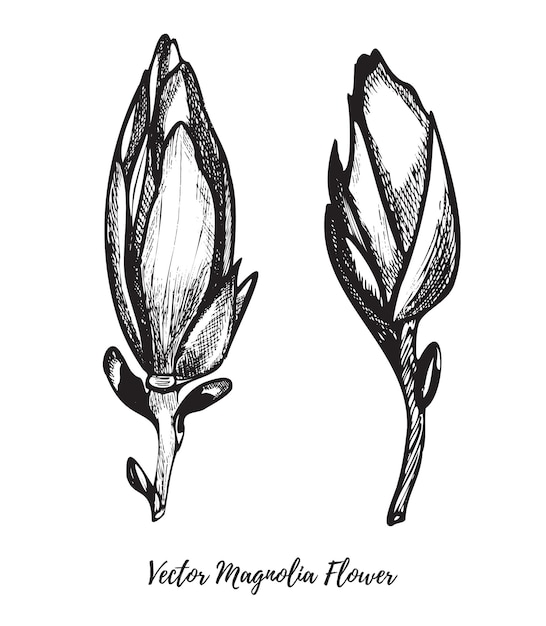 Dessin au trait vecteur fleurs de magnolia dessinée à la main avec de l'encre isolé sur fond blanc