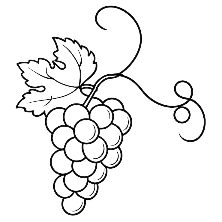 Vecteur un dessin d'un bouquet de raisins avec une feuille sur le dessus