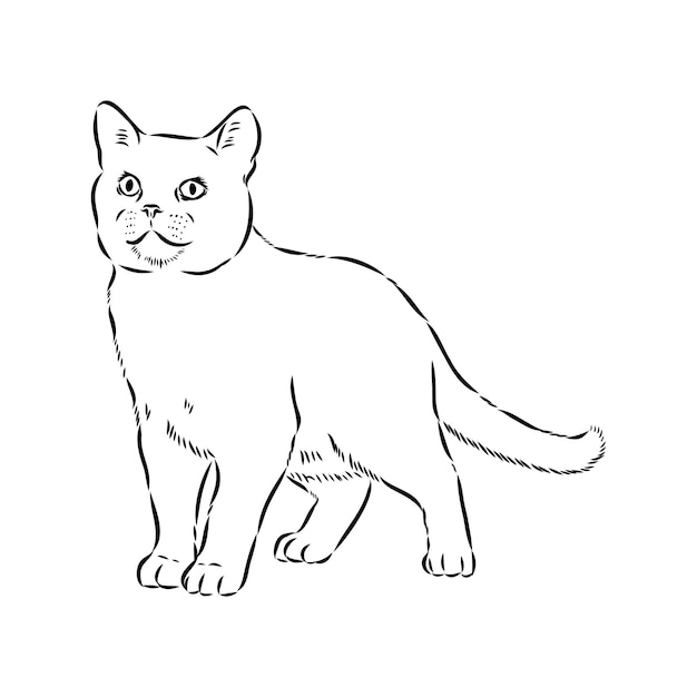 Dessin d'un chat à poil court américain dessin vectoriel