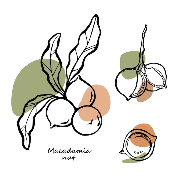 Vecteur dessin de contour de noix de macadamia avec dessin abstrait de taches de couleur