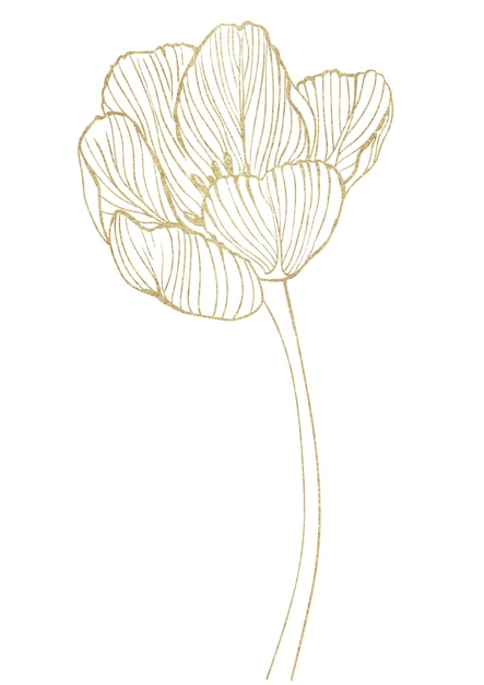 Dessin de contour d'or d'une fleur de tulipe.