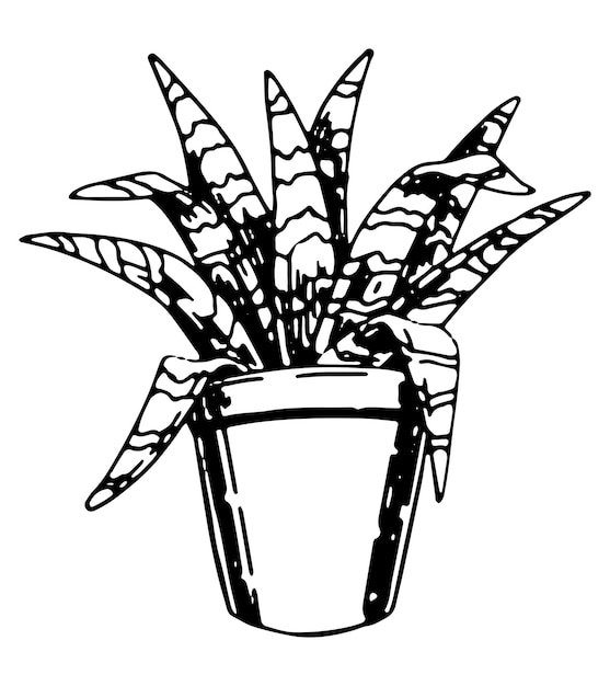 Dessin de contour d'une plante d'intérieur en pot Flora tropicale dans un griffon à la maison Illustration vectorielle dessinée à la main Graverie de clipart de style rétro isolé sur fond blanc