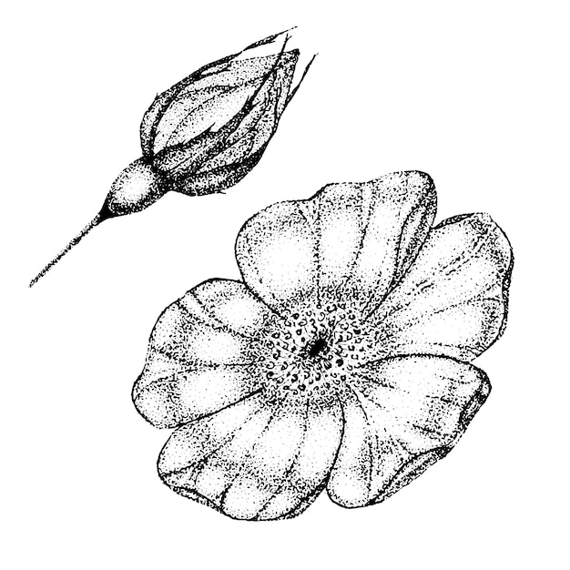 Vecteur dessin et croquis de fleurs de roses sauvages avec pointillisme sur fond blanc illustration vintage de dogrose