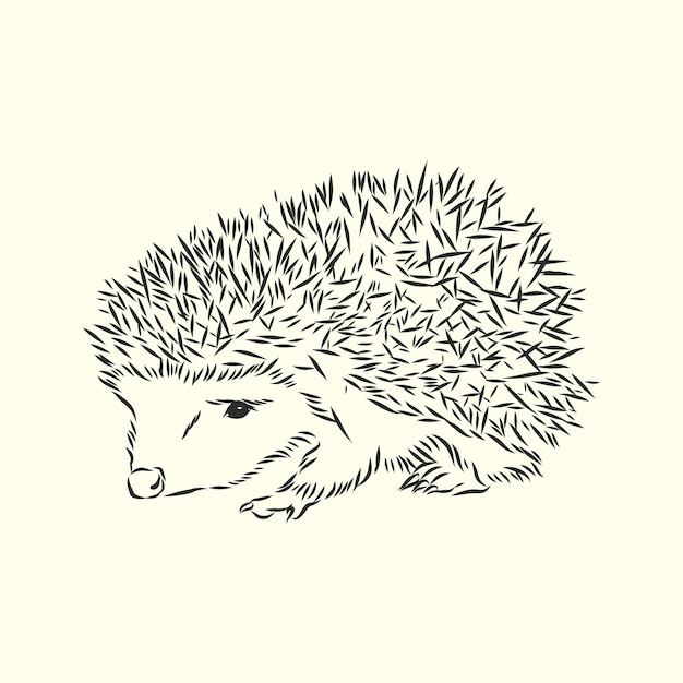 Dessin De Croquis De Hérisson Isolé Sur Fond Blanc, Hérisson, Illustration De Croquis De Vecteur
