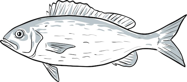 Vecteur dessin de dessin animé de poisson vivaneau vermillon du golfe du mexique