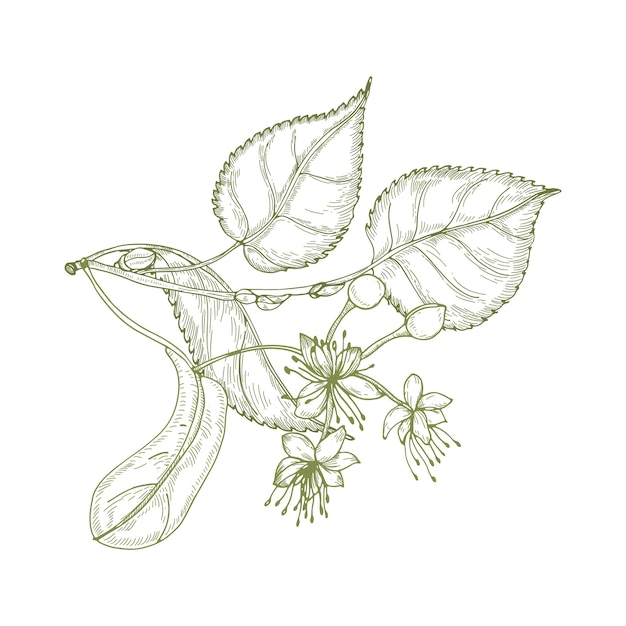 Dessin élégant de feuilles de tilleul, de belles fleurs épanouies ou d'inflorescence et de bourgeons. Plante utilisée en phytothérapie dessiné à la main avec des lignes de contour sur fond blanc.