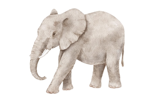 Vecteur un dessin d'un éléphant avec un fond blanc