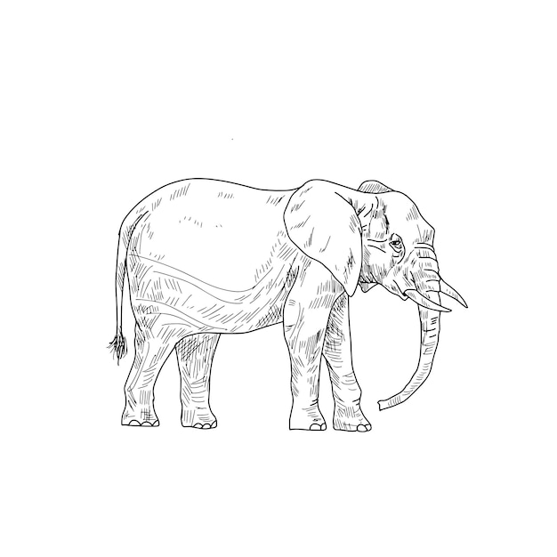 Vecteur un dessin d'un éléphant