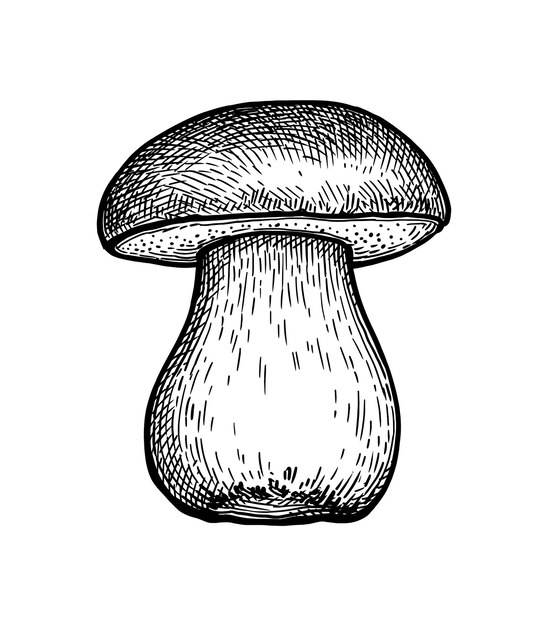 Dessin à L'encre De Champignons