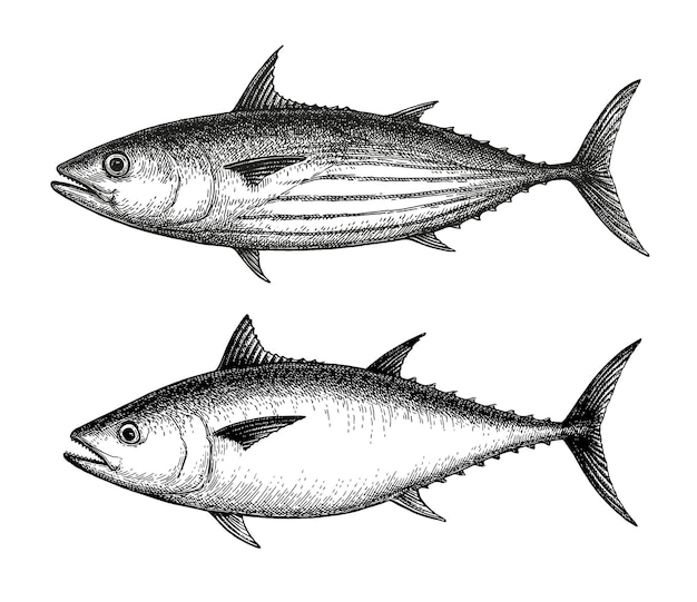 Vecteur dessin à l'encre du thon skipjack et du thon rouge de l'atlantique