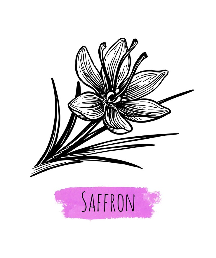 Vecteur dessin à l'encre de safran
