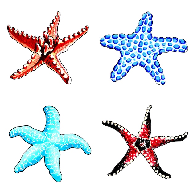 Un dessin d'étoile de mer avec le mot étoile dessus