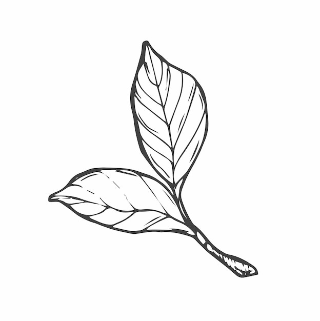 Dessin de feuille d'arbre Doodle isolé sur blanc