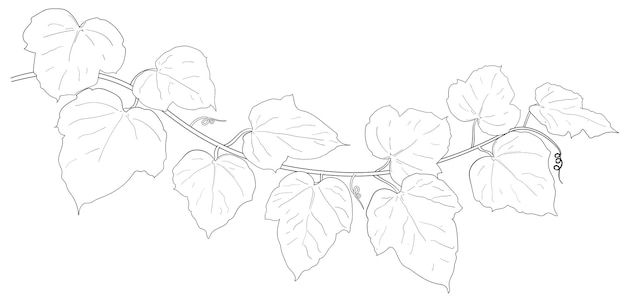 Dessin de feuilles de lierre