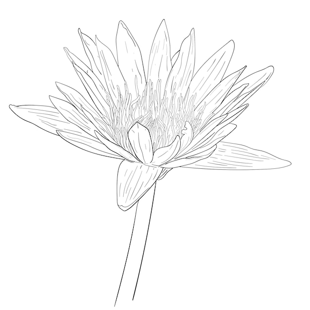 Dessin de fleur de lotus fleur