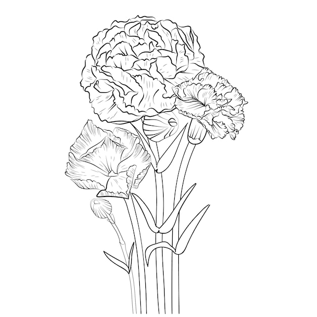 Dessin De Fleur D'oeillet Branche Dessinée à La Main D'un Livre De Coloriage D'illustration Botanique Pour Adultes.