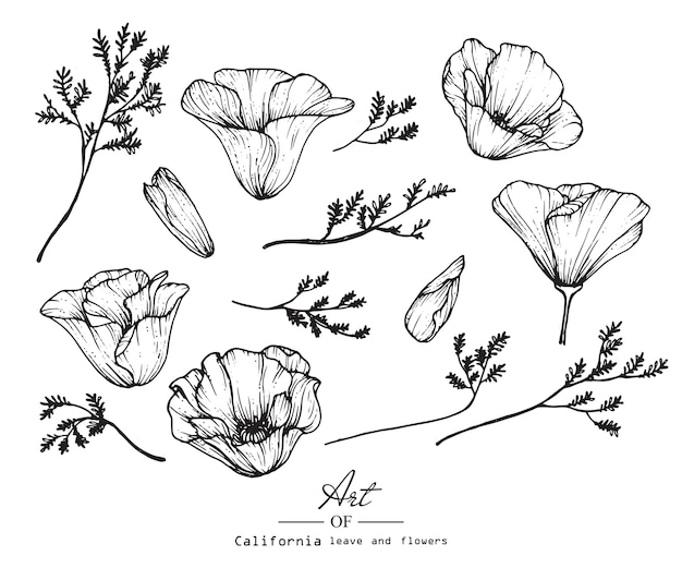 Vecteur dessin à la fleur de pavot et à la feuille de californie