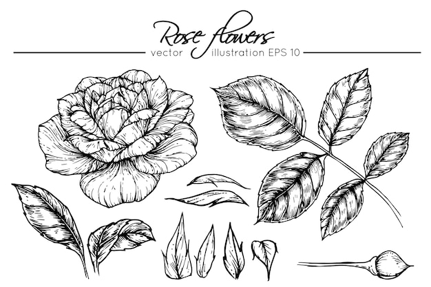 Dessin De Fleurs Roses