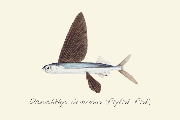 Dessin D'un Flyfish