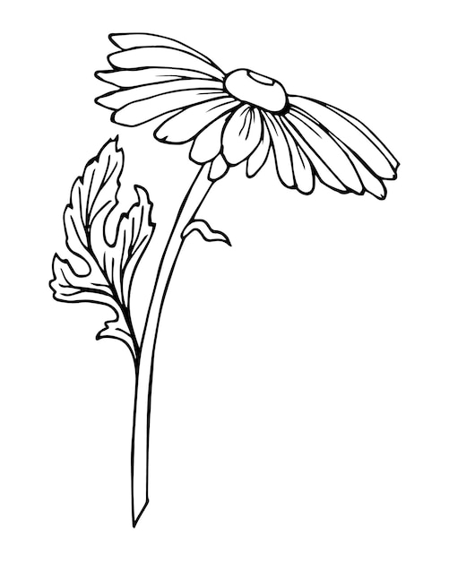 Dessin Graphique D'un Contour Noir De Fleur De Camomille