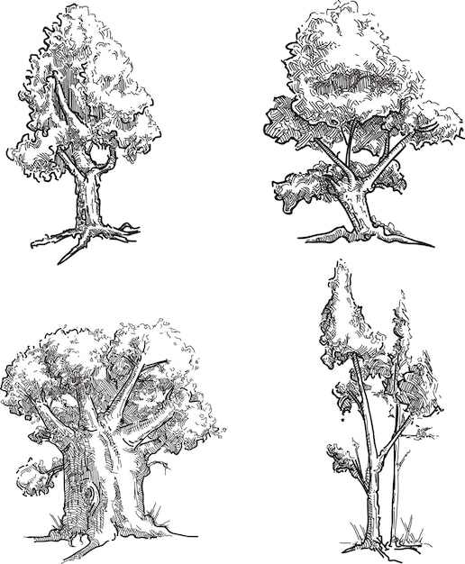 Vecteur dessin graphique vectoriel de 4 arbres