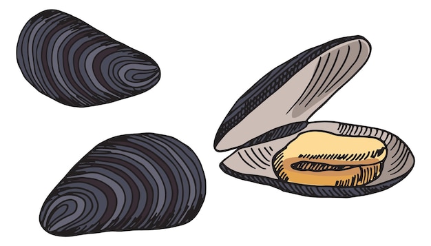 Vecteur dessin d'huîtres coquilles ouvertes et fermées croquis de fruits de mer