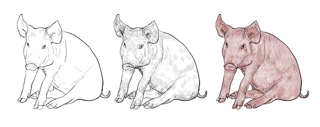 Dessin d'illustration de porc