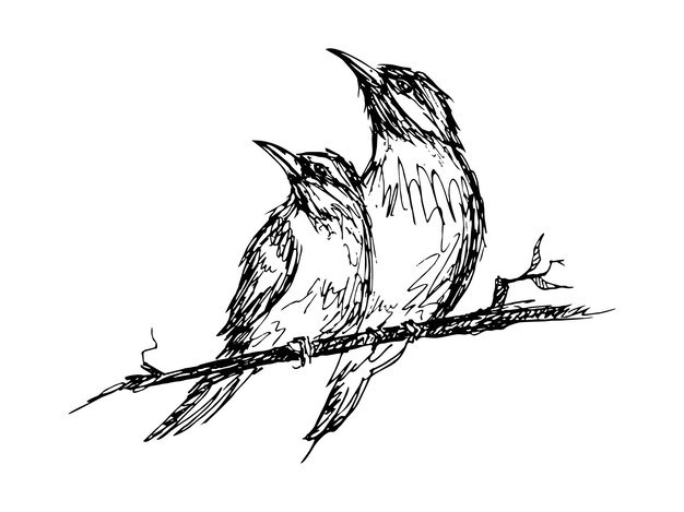 Dessin D'une Illustration Vectorielle D'oiseau Mignon Sur Fond De Papier Blanc