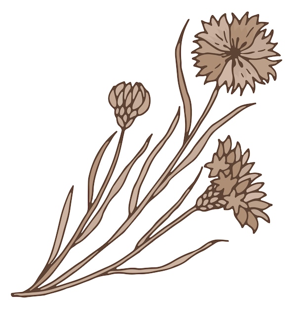 Vecteur dessin de knapweed illustration de la flore médicale botanique fraîche