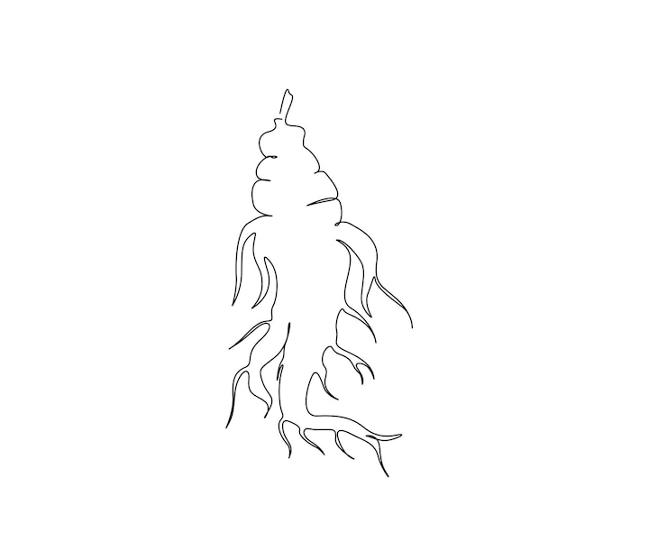 Vecteur dessin en ligne continue de la racine de ginseng