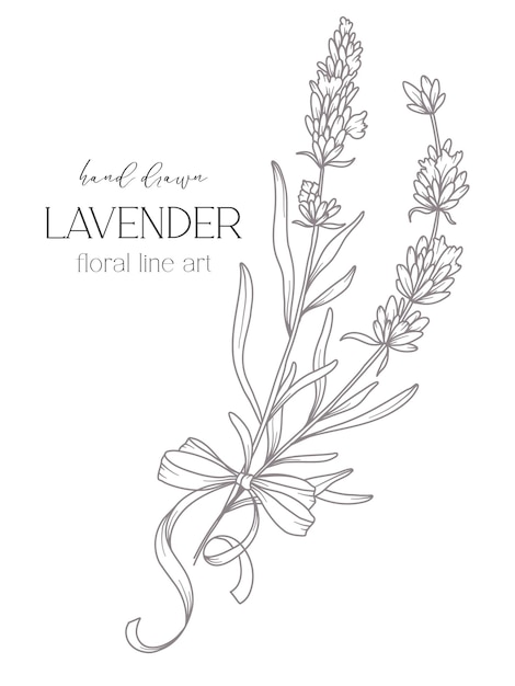 Vecteur dessin de ligne de lavande bouquets de fleurs noirs et blancs page de coloriage de fleurs