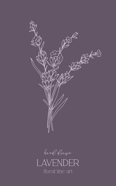 Dessin en ligne de lavande Contour Illustration de lavande Dessinée à la main lavande Fleurs minimalistes