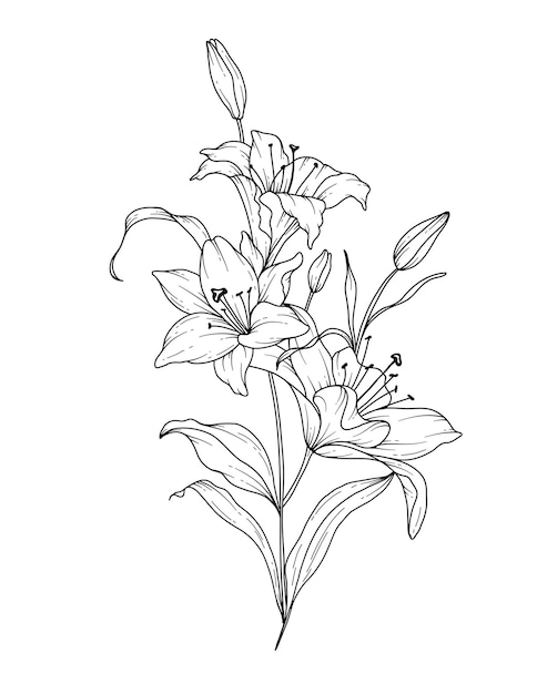 Dessin en ligne de lilas Page de coloriage de fleurs Art en ligne florale