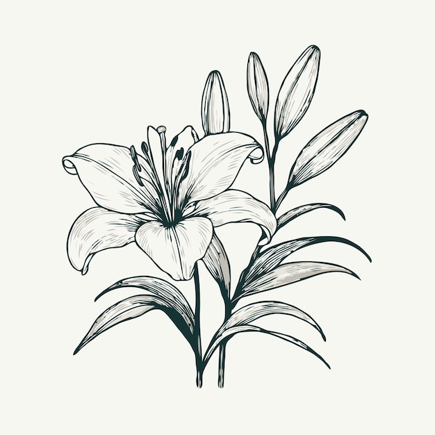 un dessin d'un lily avec le nom de lily dessus