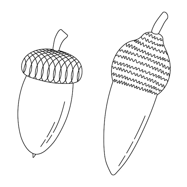 Dessin Linéaire De Glands De Chêne Et De Capsules De Vecteur Isolé