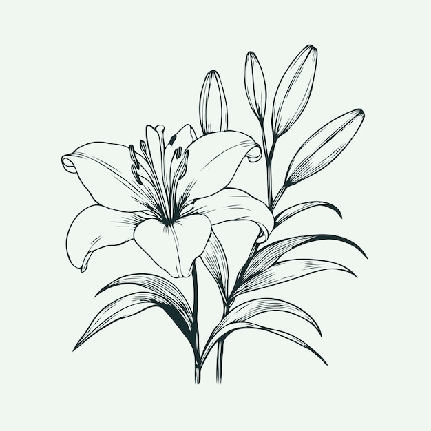 un dessin d'un lis avec les mots " lily " sur lui