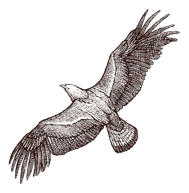 Vecteur dessin à la main d'un aigle doré aux ailes ouvertes volant dans le ciel illustration isolée sur blanc