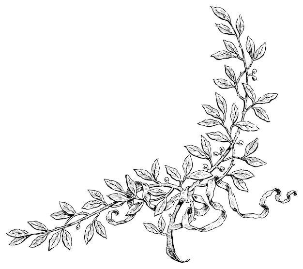 Vecteur dessin à la main de branches de laurier avec bande d'illustration vectorielle noire et blanche isolée sur blanc