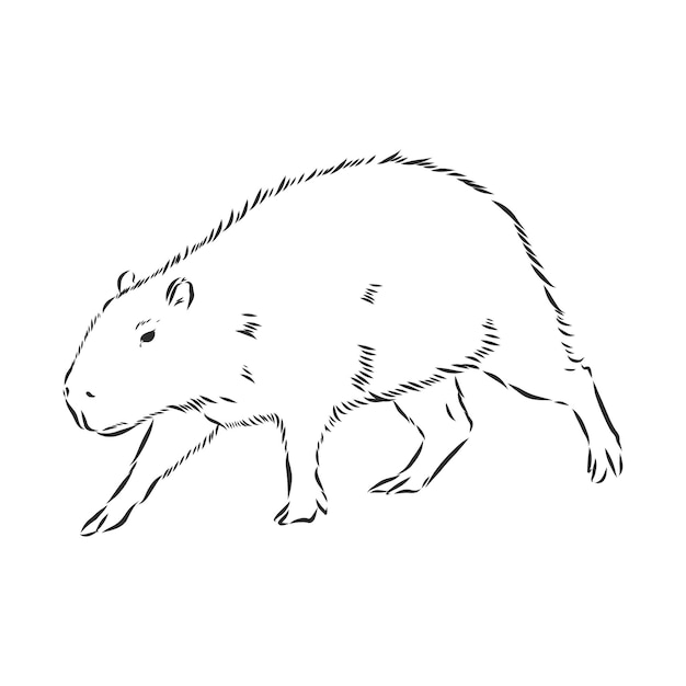 Dessin à La Main De Capybara Série Animaux D'amérique Du Sud