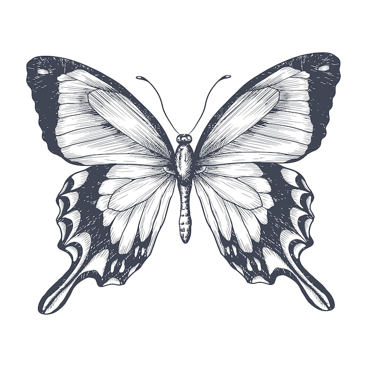 Vecteur dessin à la main du papillon monarque sur un fond de papier illustration vectorielle place pour votre texte