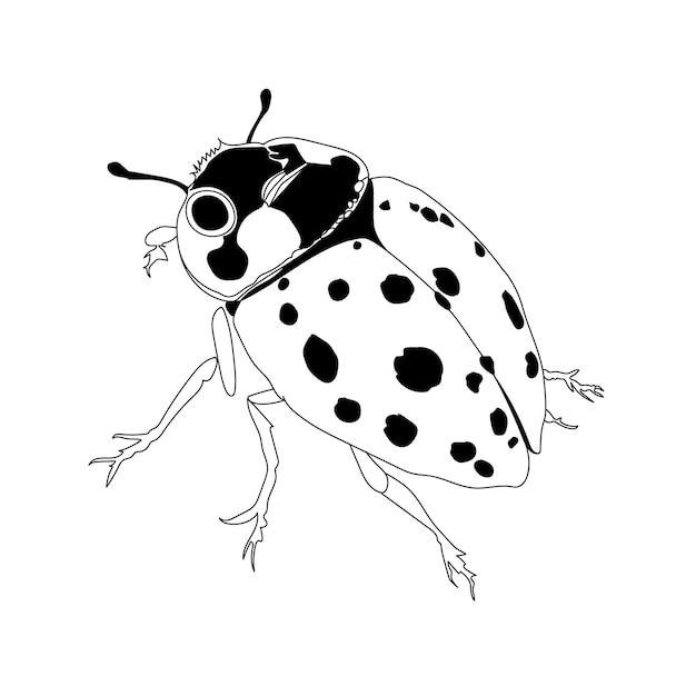 Vecteur dessin à la main de fourmis ladybird, de papillons à feuilles de fleurs sur fond blanc