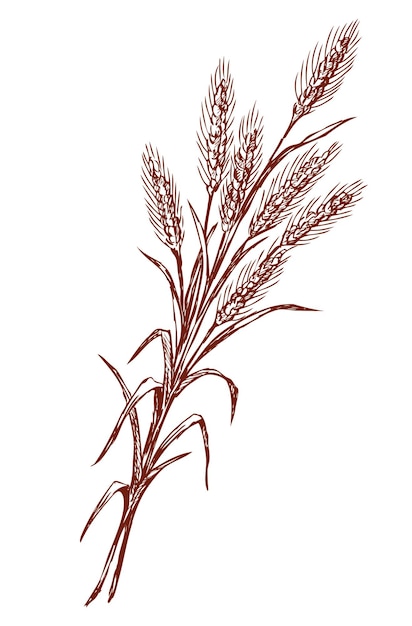 Vecteur dessin à la main d'un grappin d'oreilles de blé mûres isolé sur blanc