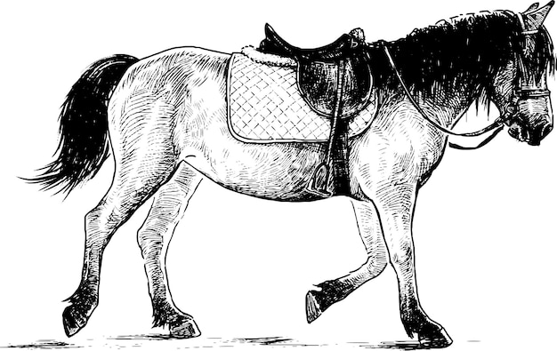 Vecteur dessin à main levée d'un cheval harnaché à pied pour l'équitation