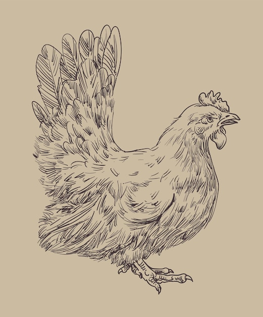 Vecteur dessin à la main de poulets assortis vector illustration clip art